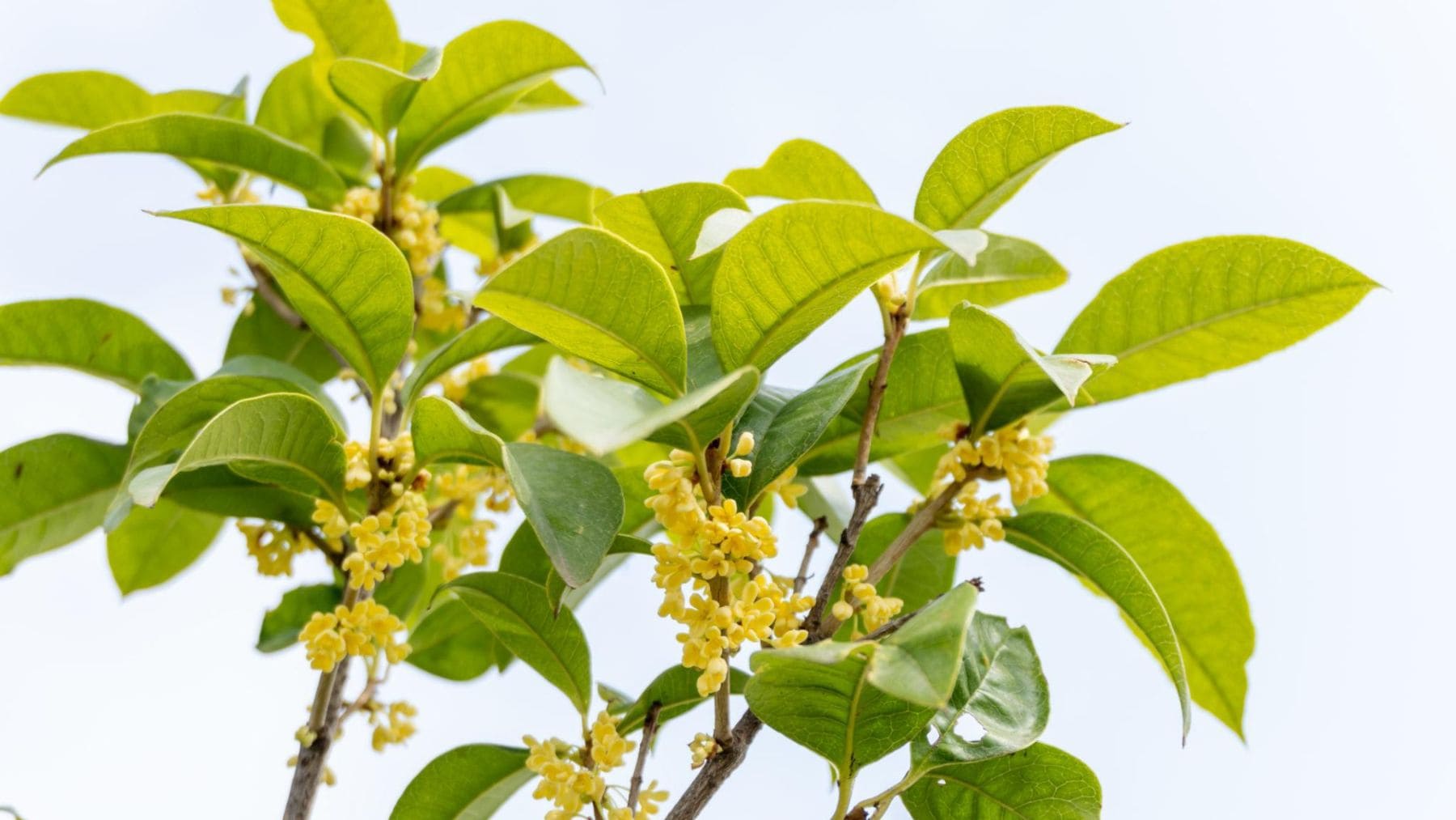Flores de osmanto (Osmanthus fragrans), un pequeño árbol aromático ideal para cultivar en maceta en terrazas y balcones.