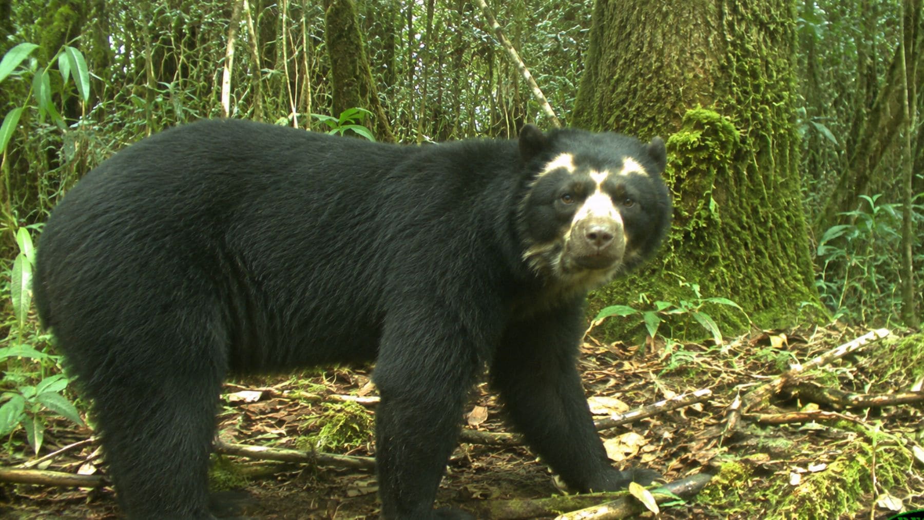 Oso andino fotografiado en un bosque de Ecuador durante una investigación sobre extrañas enfermedades detectadas en la especie.