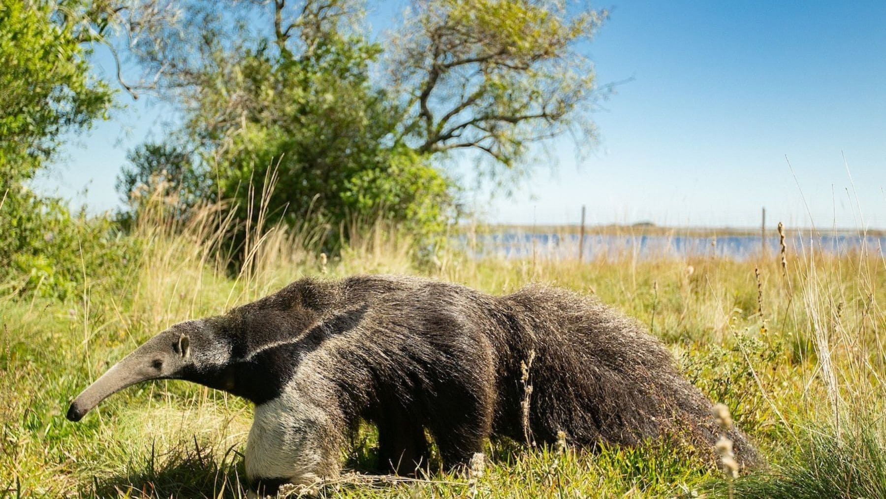 Oso hormiguero gigante en libertad fotografiado tras su regreso al sur de Brasil después de 130 años.