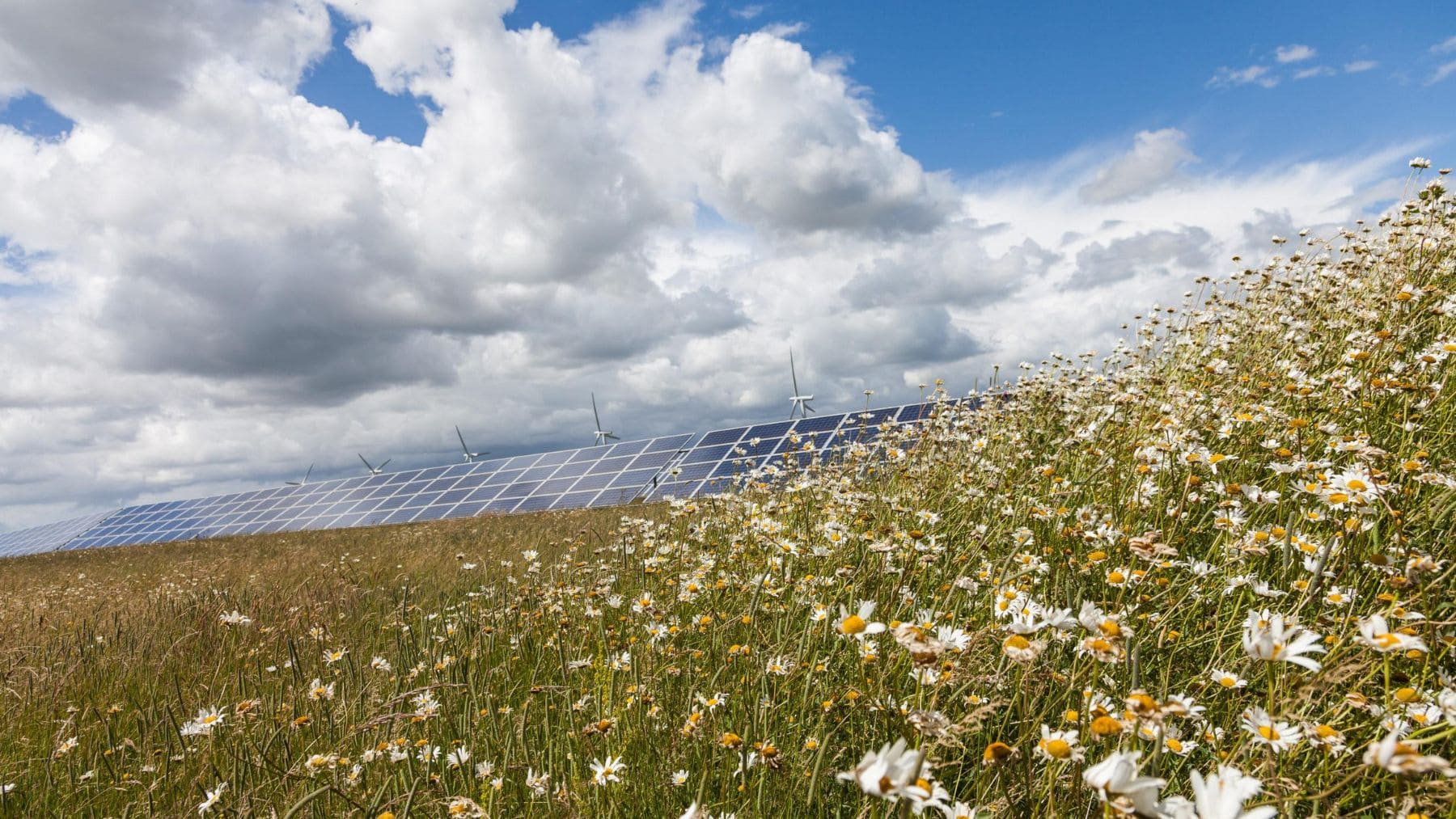 Pradera de flores silvestres junto a los paneles solares de Westmill Solar Park, donde aumentó la biodiversidad gracias al pastoreo de ovejas.