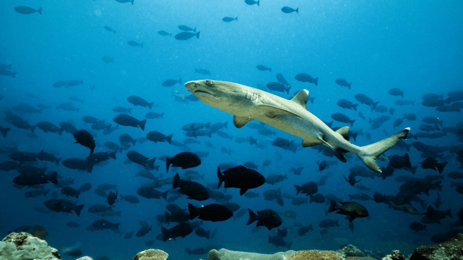 Tiburón de arrecife nadando en la futura reserva marina protegida de Manus, Papúa Nueva Guinea