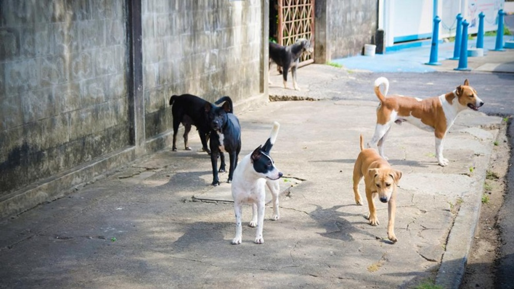 nueva ley de animales callejeros en Marruecos