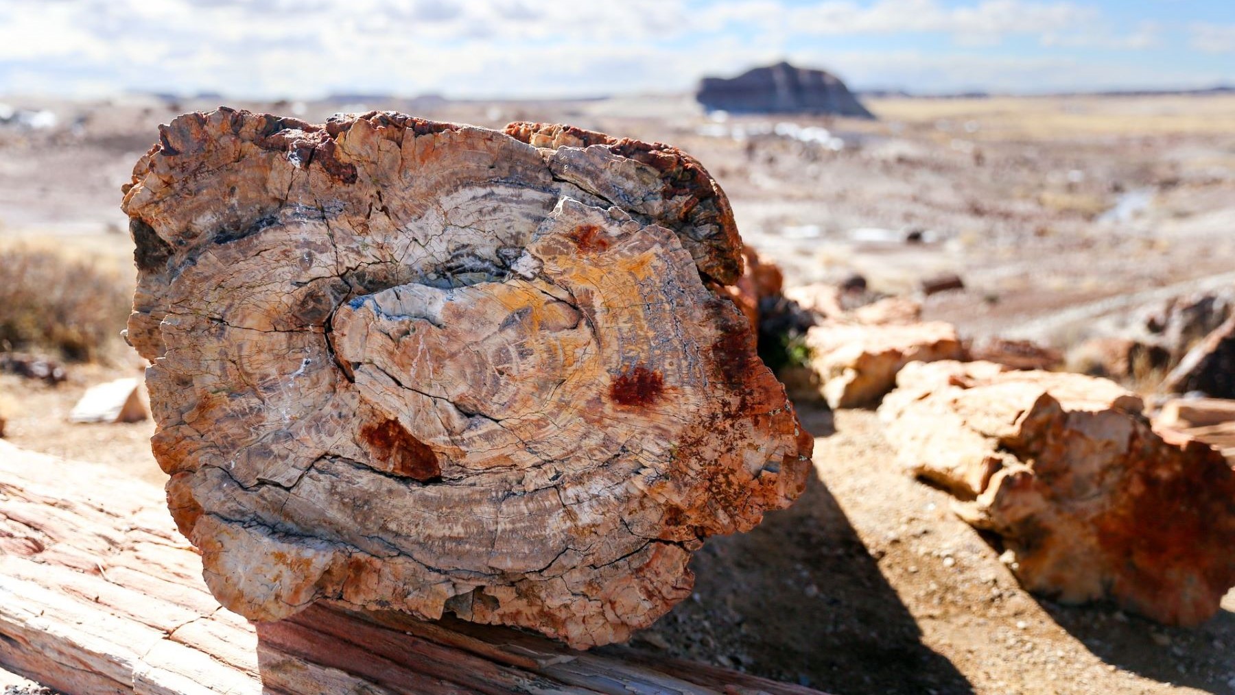 descubren bosques petrificados de 50 millones de años en Río Negro