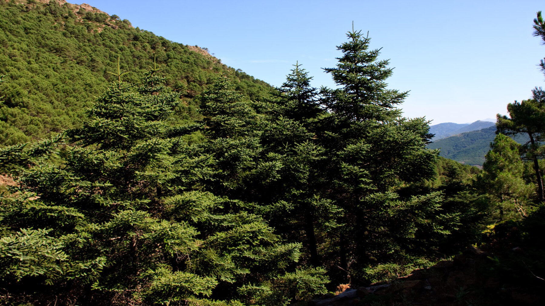 Cómo Andalucía quiere salvar al pinsapo del cambio climático