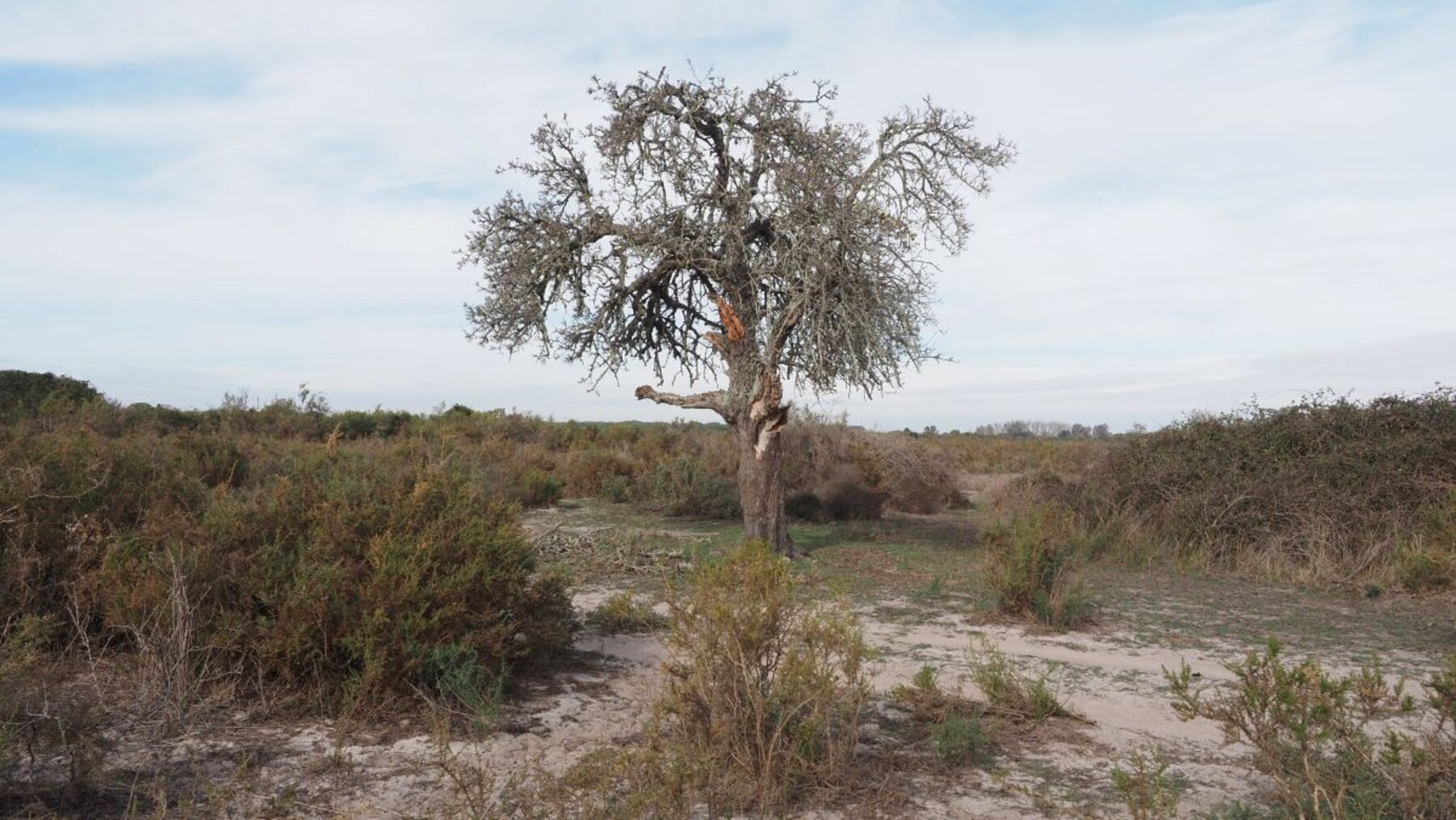 el piruétano desaparece de Doñana por la sequía y los herbívoros