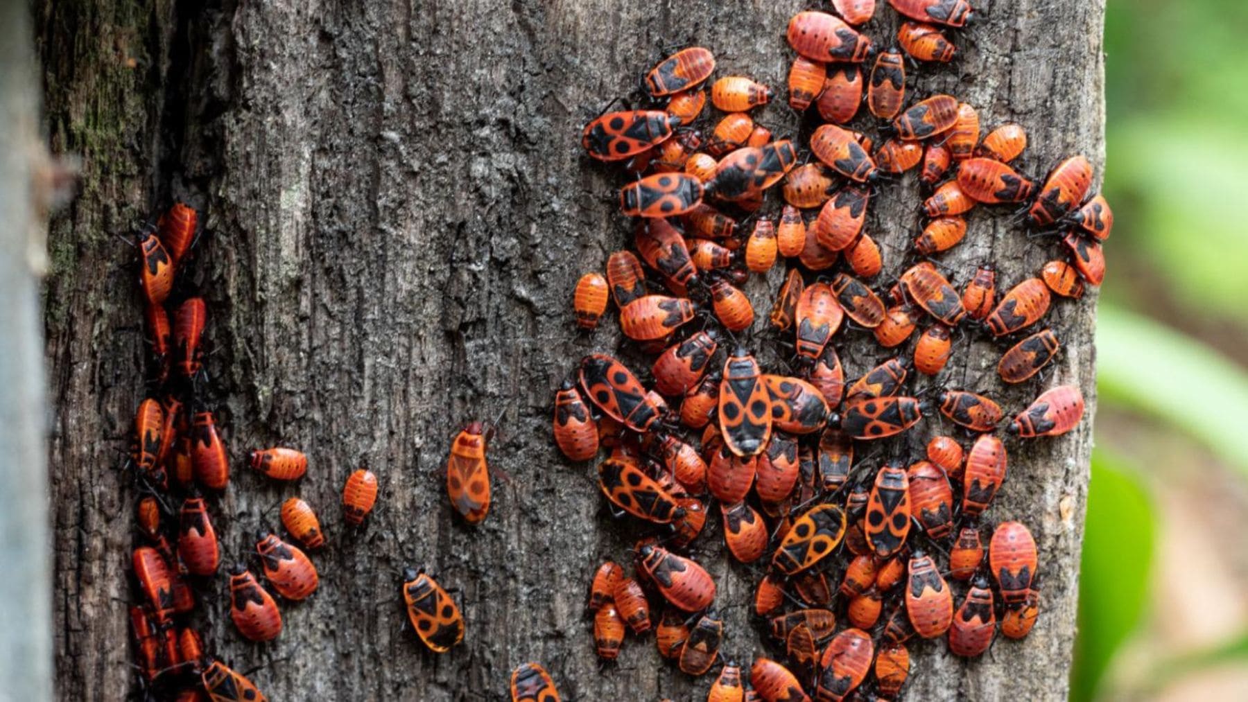 Decenas de zapateros (Pyrrhocoris apterus) agrupados sobre una estructura de madera durante una proliferación masiva.