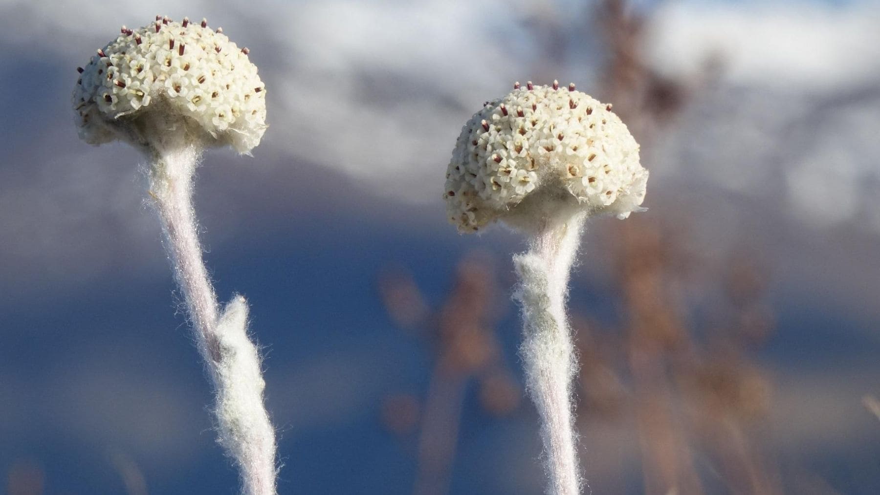 Craspedia argentea, considerada una de las plantas más raras del mundo, en su hábitat natural de Nueva Zelanda.