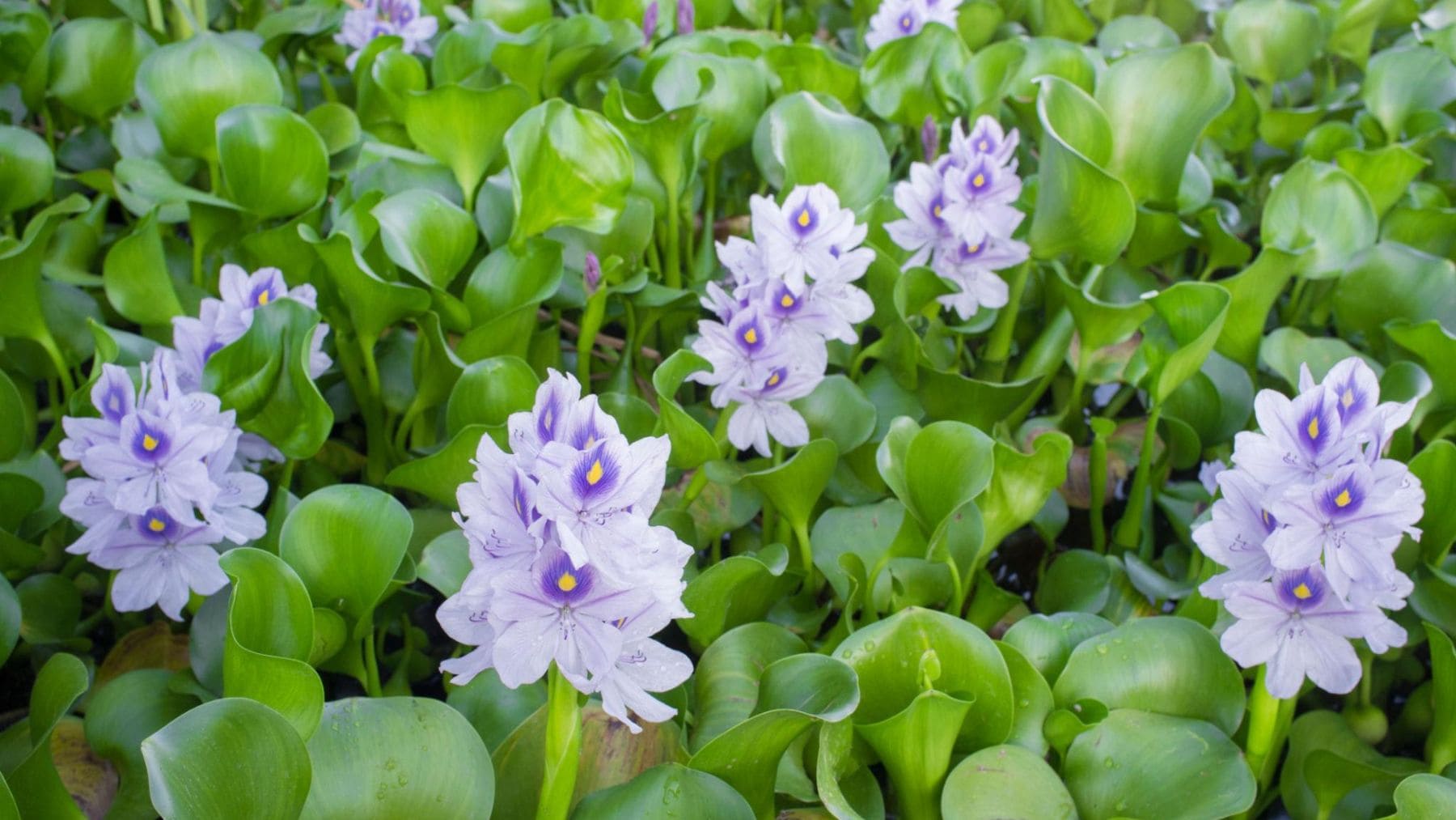 Jacinto de agua (Eichhornia crassipes), una planta invasora cuya venta quedará prohibida en Michigan desde junio de 2026