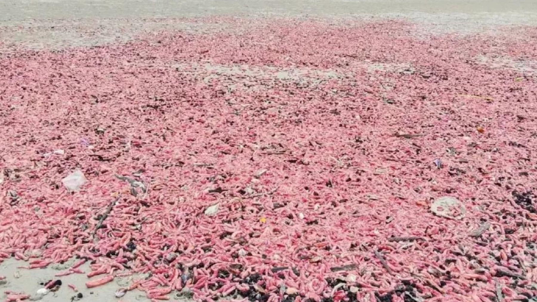 Millones de pepinos de mar rosados cubren la playa de Suan Son en Rayong, Tailandia.