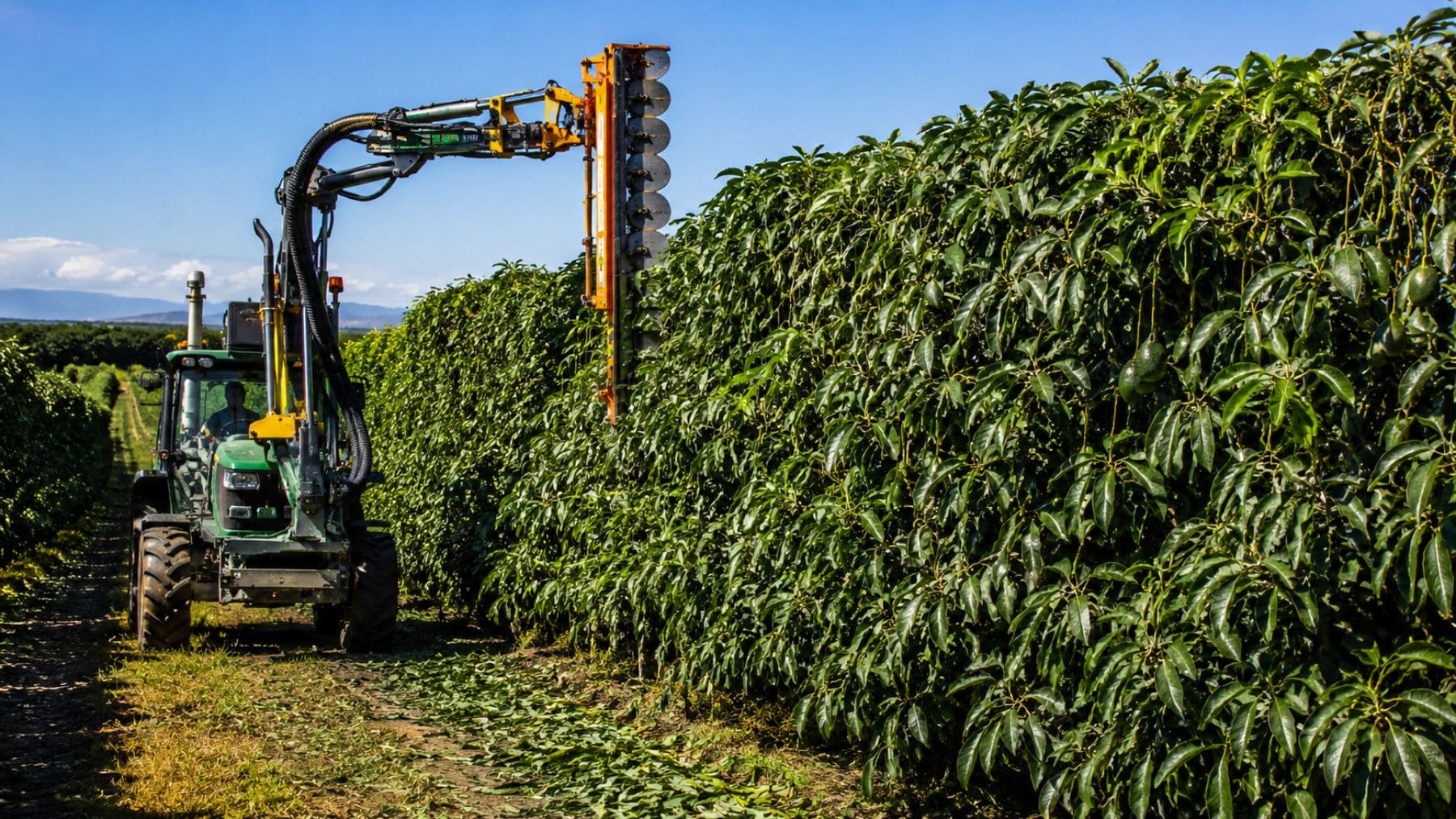 Máquina aplicando la Poda Aragonesa en una plantación de aguacates para crear árboles más bajos y mecanizables