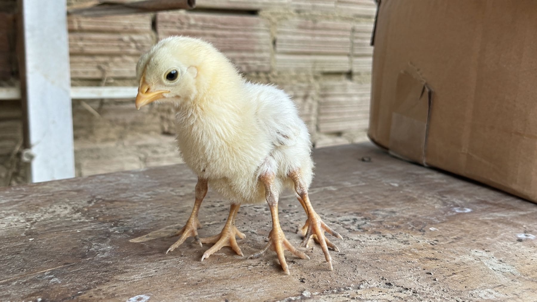 Pollito con cuatro patas nacido en Brasil por una rara mutación congénita llamada polimelia