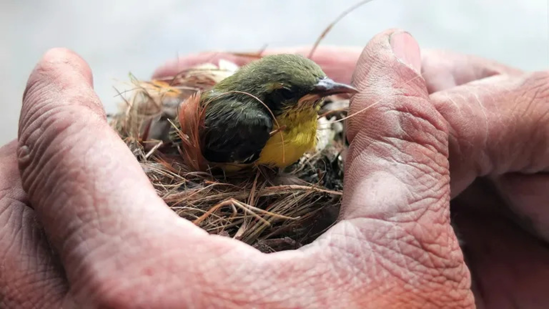 Qué hacer si encuentras un pollito en el suelo