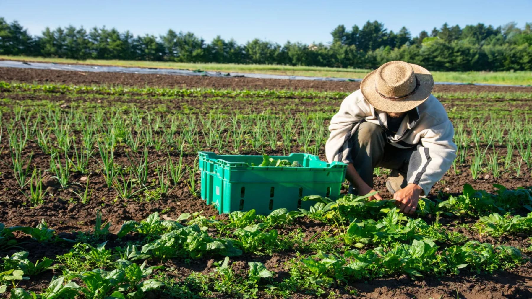 Productores ecológicos catalanes durante una jornada agraria