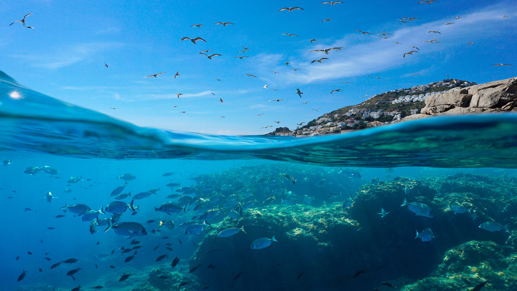El Tratado de Alta Mar en el Mediterráneo y la conservación de los océanos