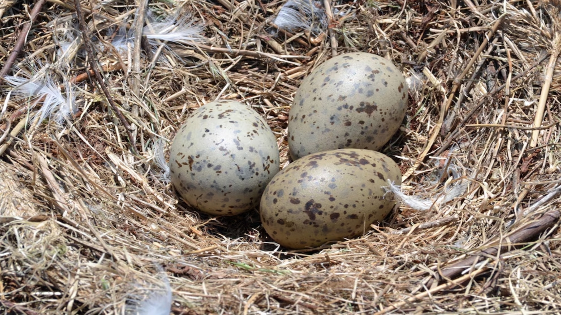 contaminantes en huevos de aves silvestres detectados en especies protegidas andaluzas