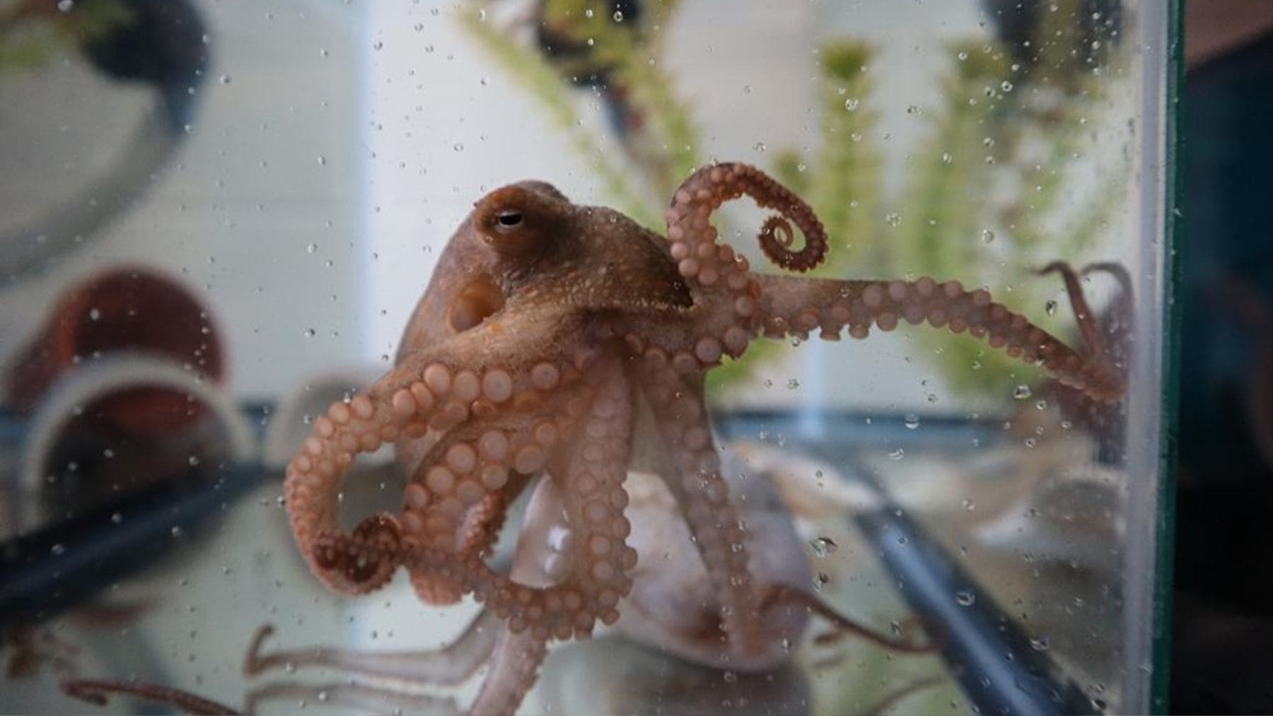 Un experimento con un pulpo y un espejo revela una capacidad que se creía exclusiva de algunos vertebrados.