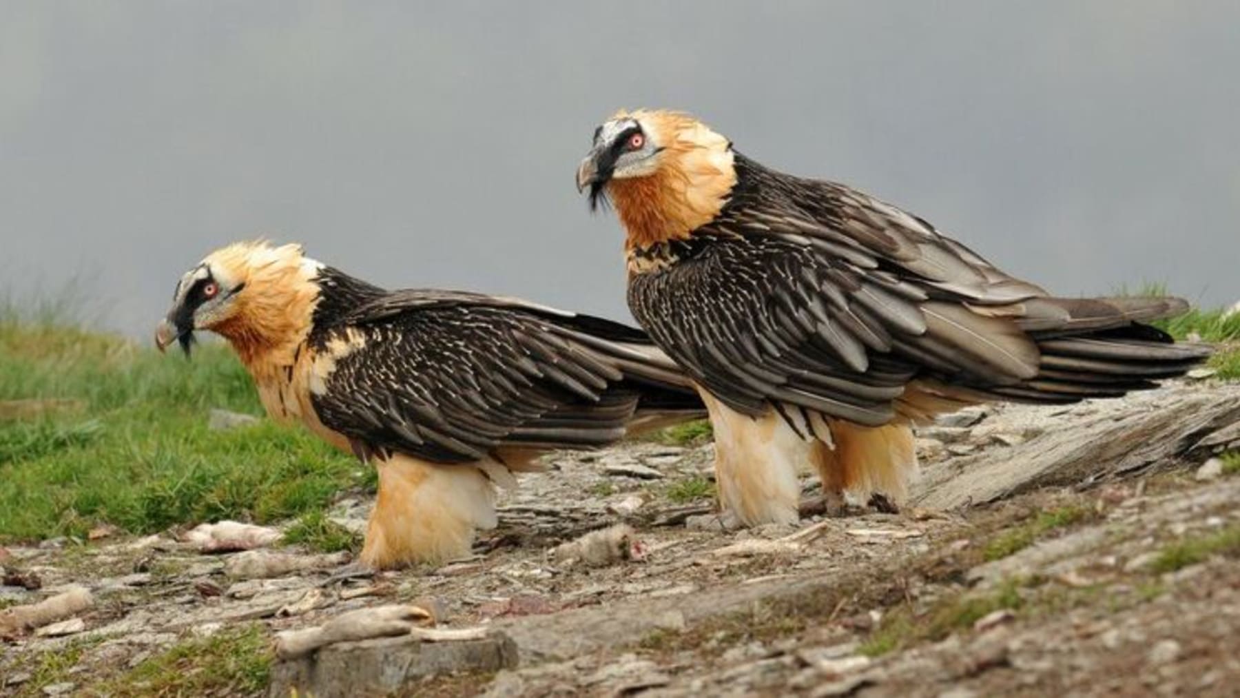 los quebrantahuesos regresan a los Picos de Europa con nuevos ejemplares nacidos en libertad