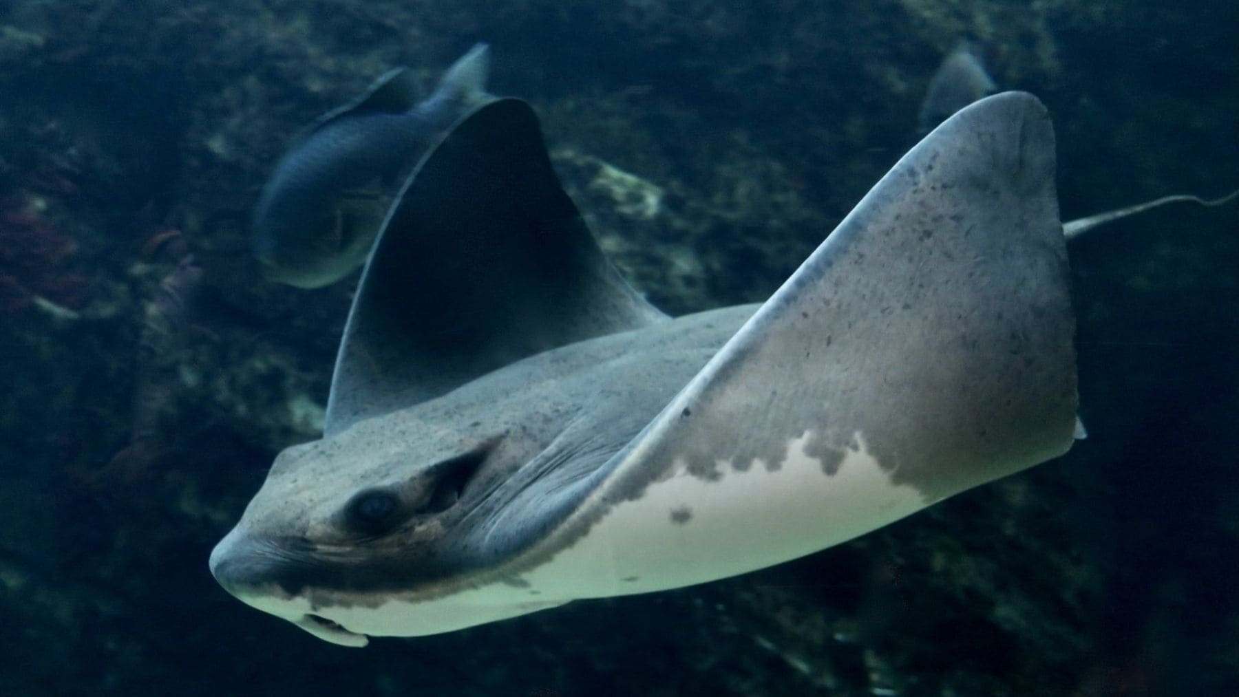 Raya murciélago (Myliobatis californica) nadando en un acuario, especie protagonista del estudio sobre señales químicas de alarma.
