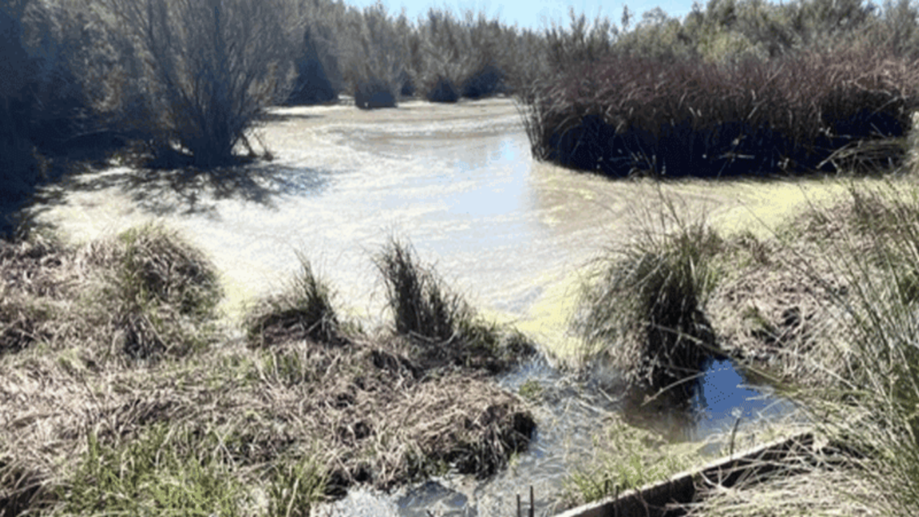Doñana recupera el equilibrio hídrico de Los Sotos