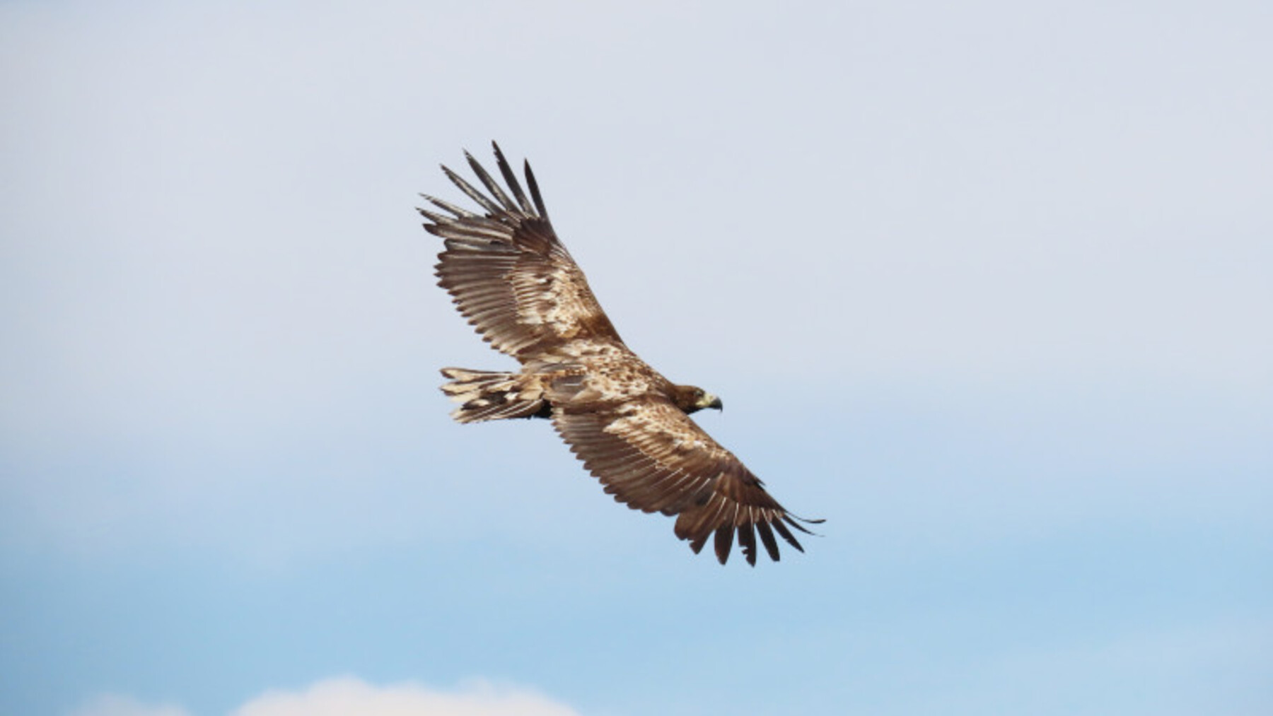 Por qué soltar animales en la naturaleza no siempre salva las especies