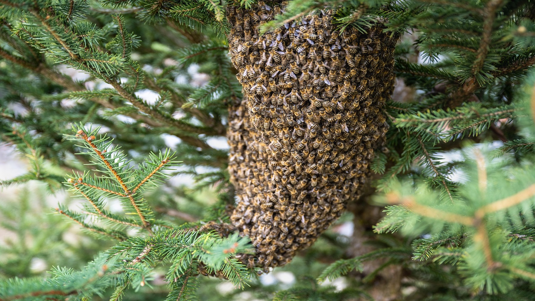 La red que salva miles de abejas en España mediante el rescate y reubicación de enjambres