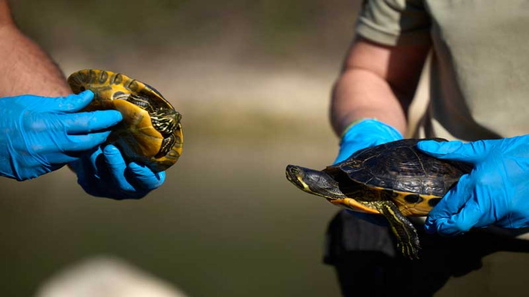 Retirada de galápagos invasores