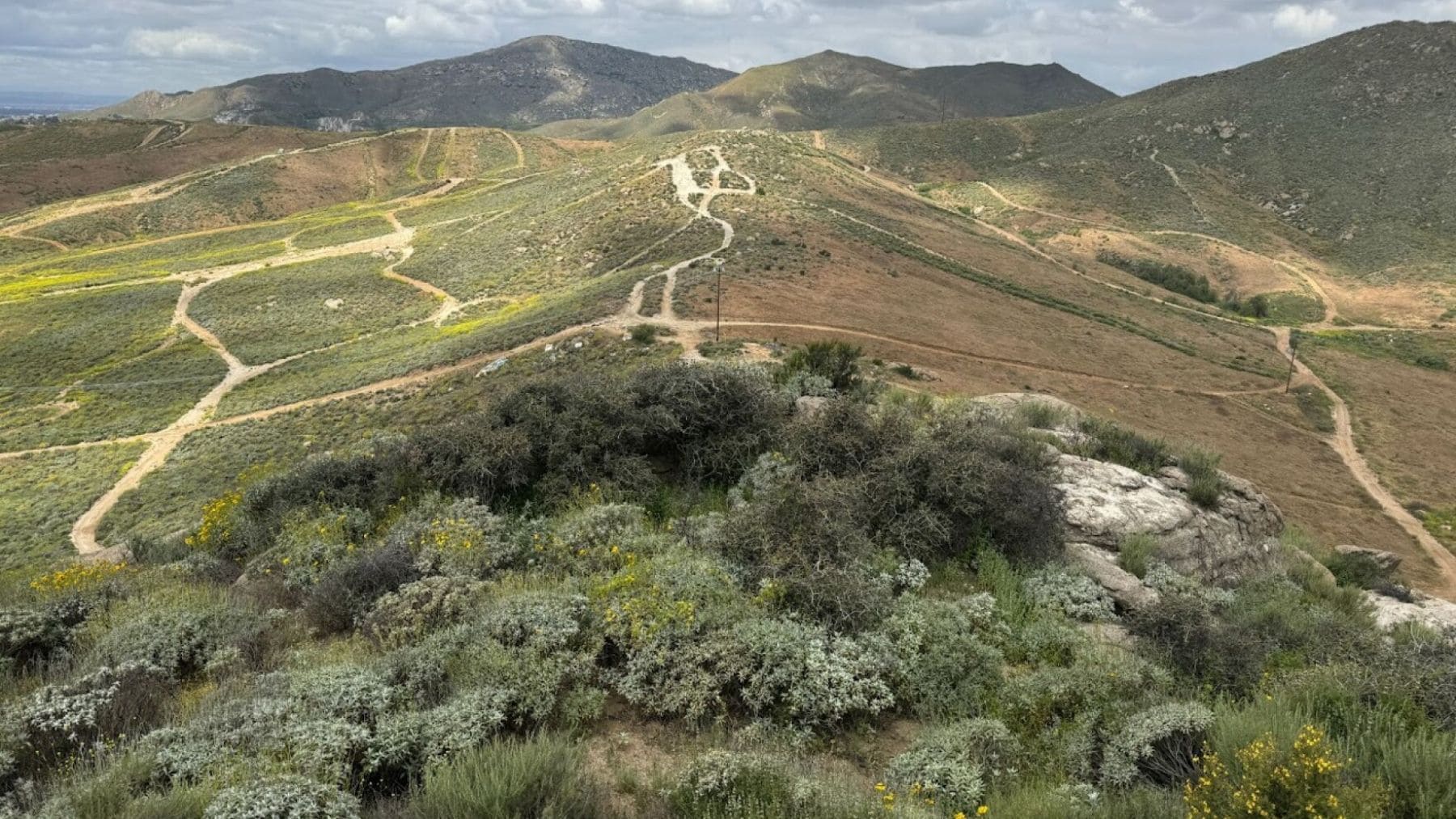 Jurupa Oak, el roble más antiguo del mundo con más de 13.000 años de antigüedad protegido en California