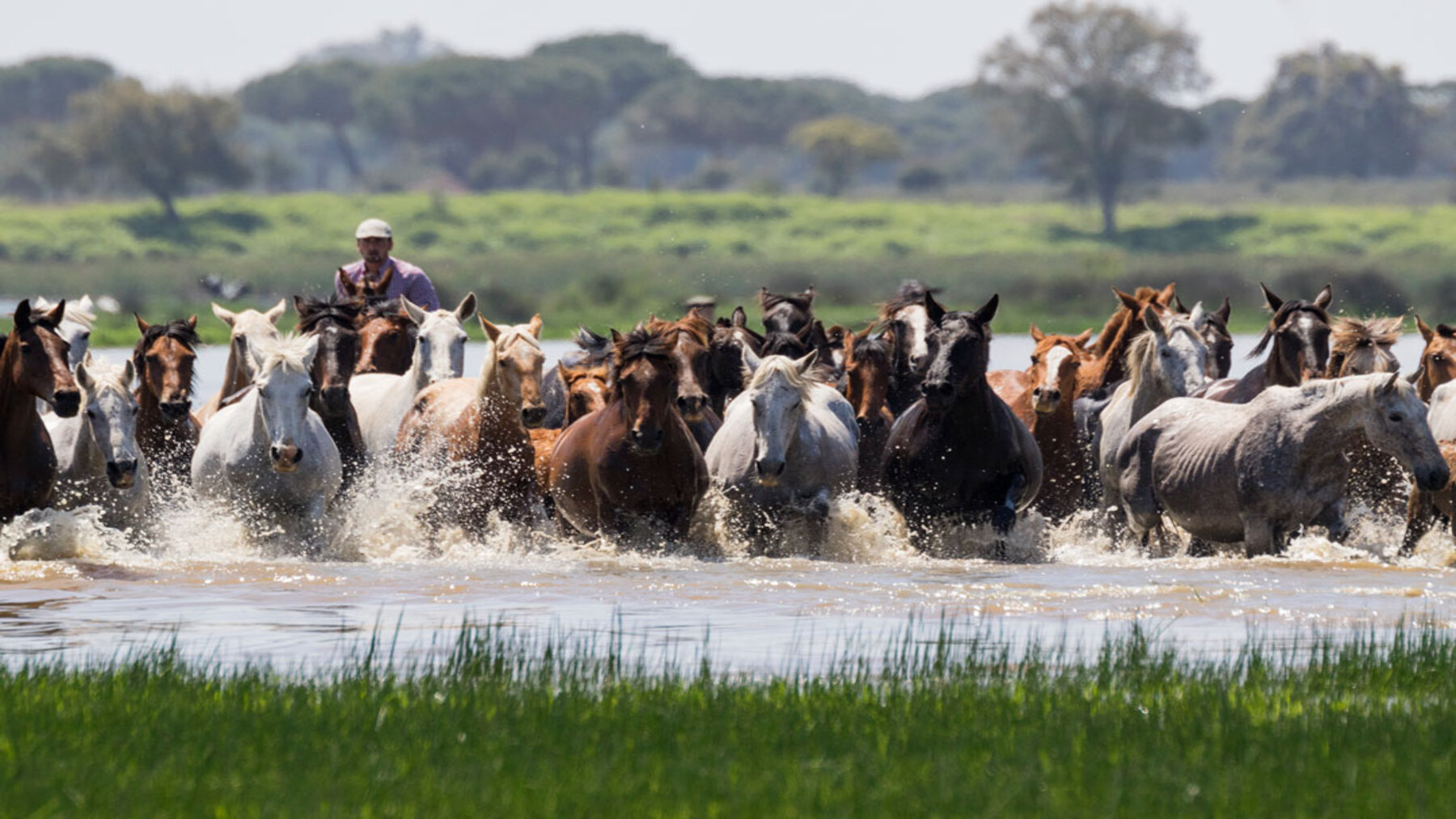 ALT: Saca de las Yeguas 2026 en Doñana