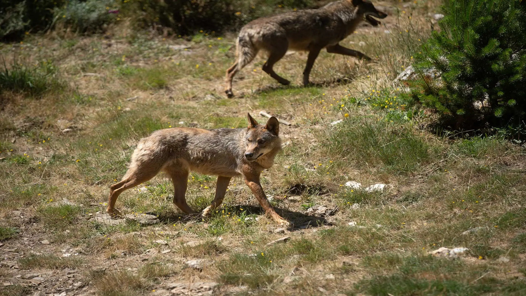 La protección del lobo en España seguirá vigente según el Miteco