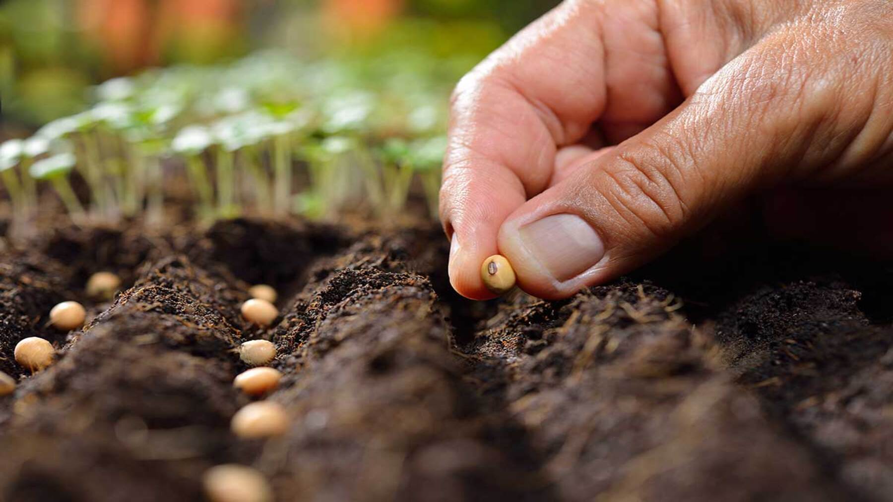 Las semillas ecológicas que pueden cambiar la agricultura europea