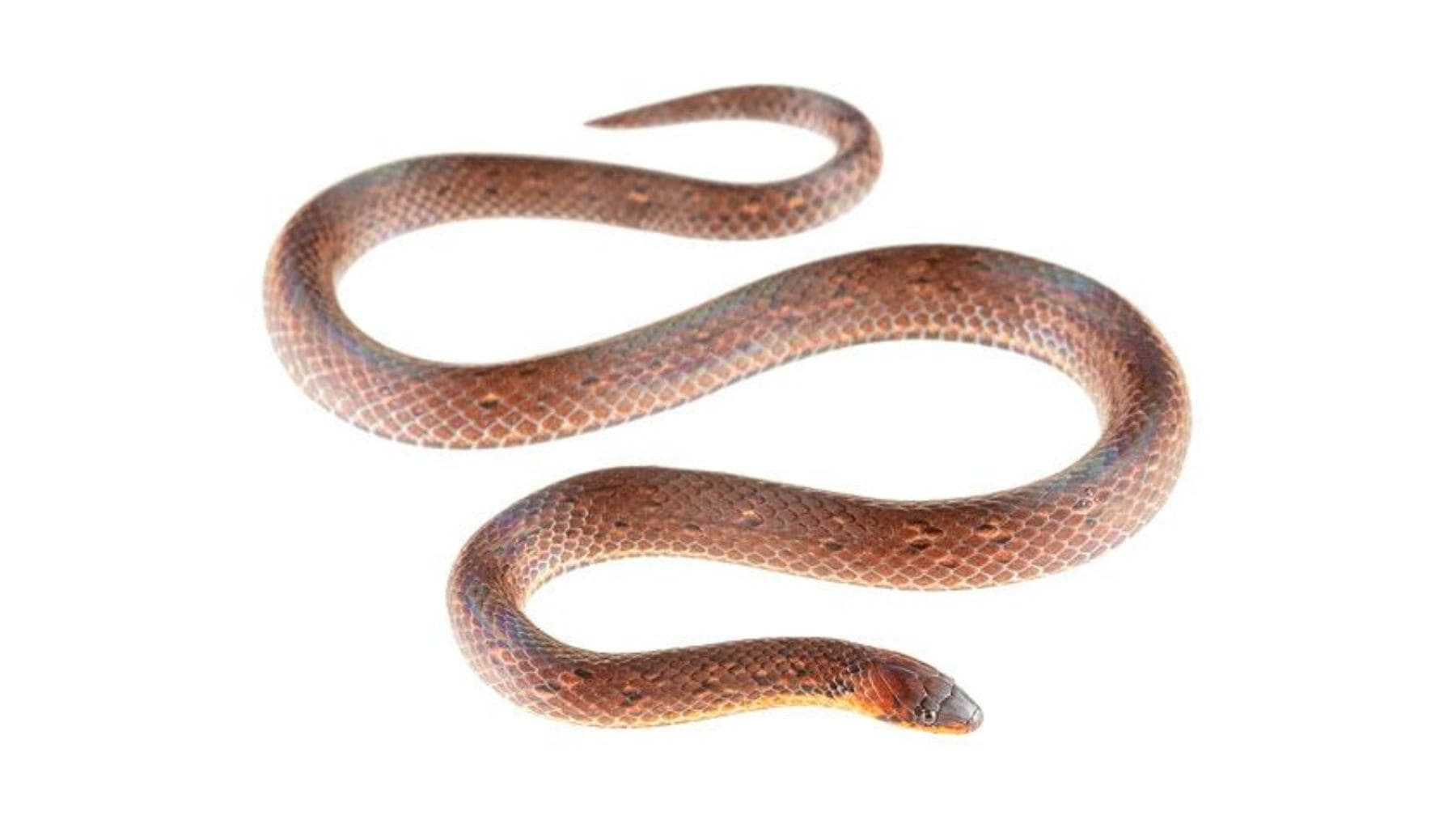 Ejemplar de Atractus microrhynchus, serpiente redescubierta en Guayaquil tras permanecer sin registros desde 1868.