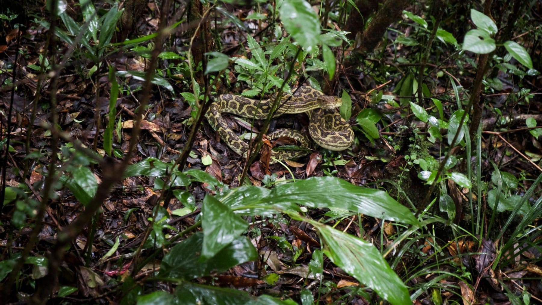 Serpiente habu en la isla japonesa de Amami Oshima, origen del plan que introdujo mangostas para controlar especies venenosas.