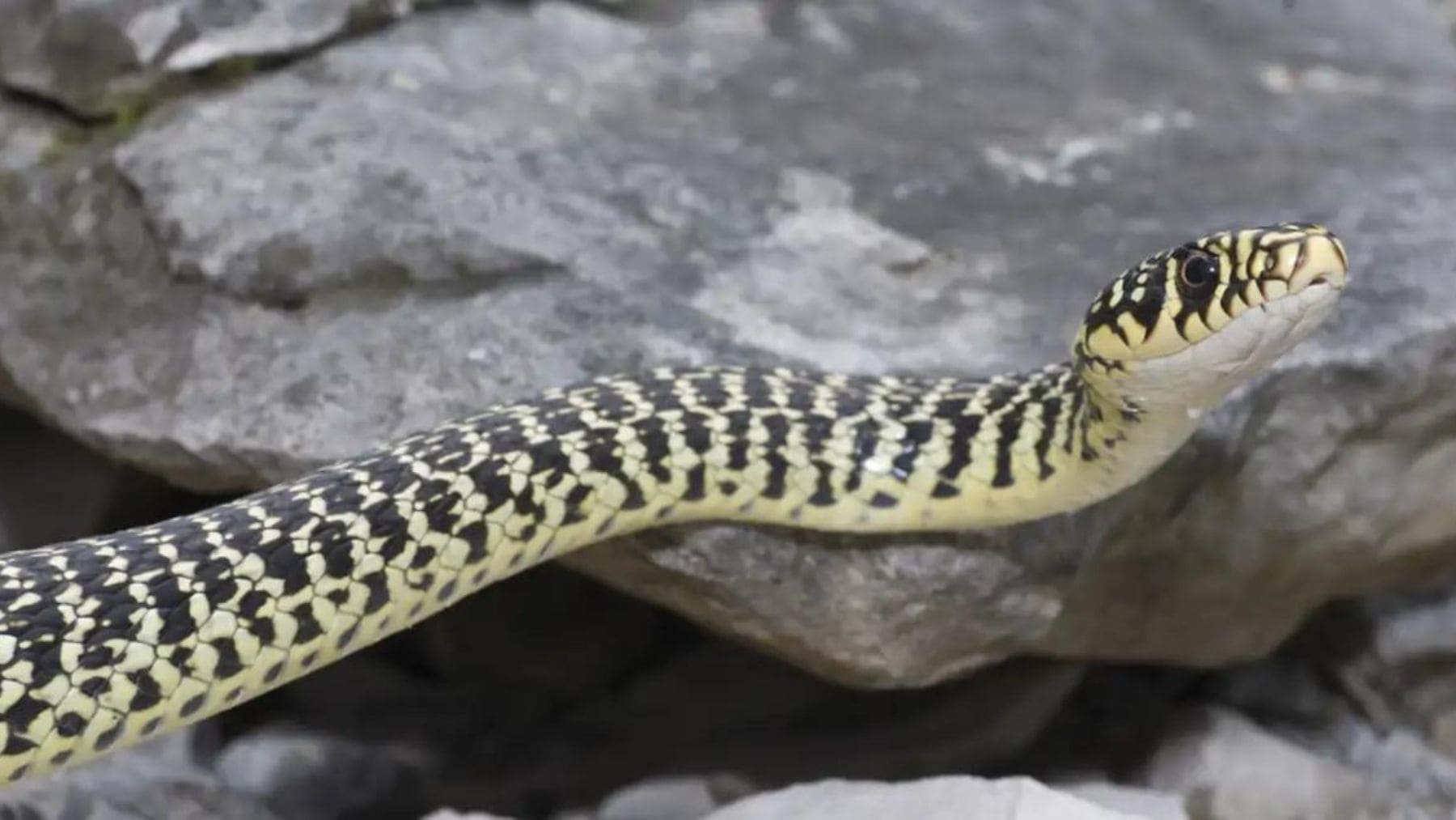 Culebra verdiamarilla (Hierophis viridiflavus), una de las dos serpientes descubiertas por primera vez en el Solsonès (Cataluña).