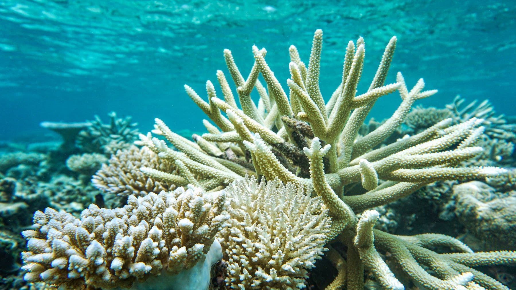 Corales resistentes al calor en un arrecife de las islas Marshall durante una investigación sobre los superarrecifes.