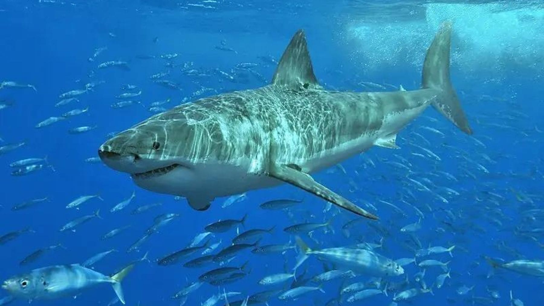 Gran tiburón blanco nadando en aguas abiertas del Mediterráneo