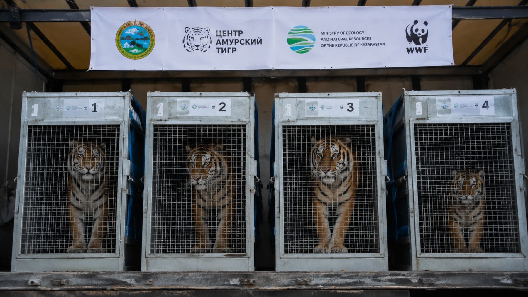 Cuatro tigres de Amur trasladados a la reserva natural de Ile-Balkhash para su reintroducción en Kazajistán