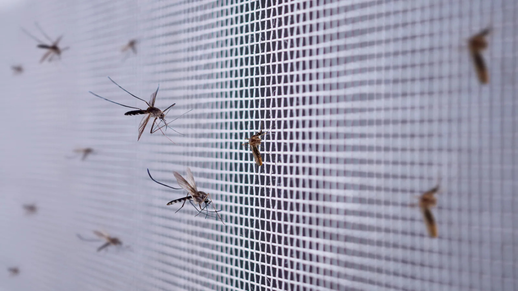 La torre que elimina un millón de mosquitos al día instalada en La Puebla del Río para combatir el virus del Nilo