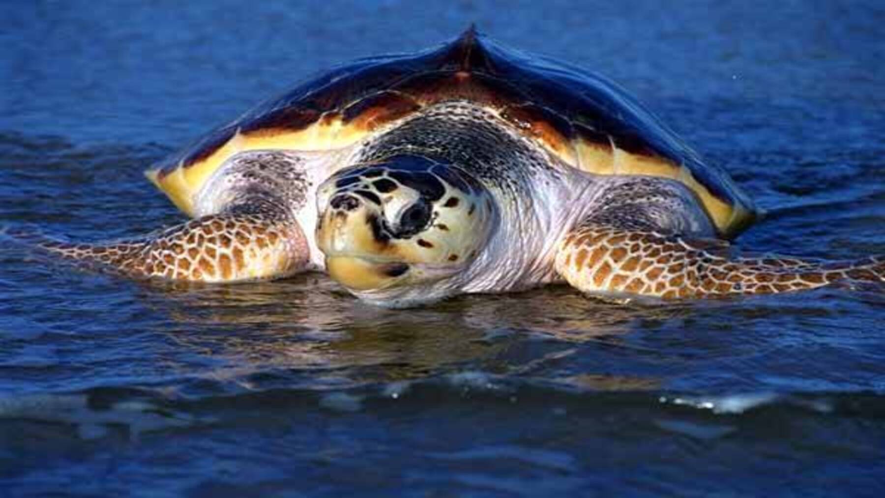 Mueren tortugas bobas en el Estrecho de Gibraltar tras un nuevo hallazgo en Ceuta