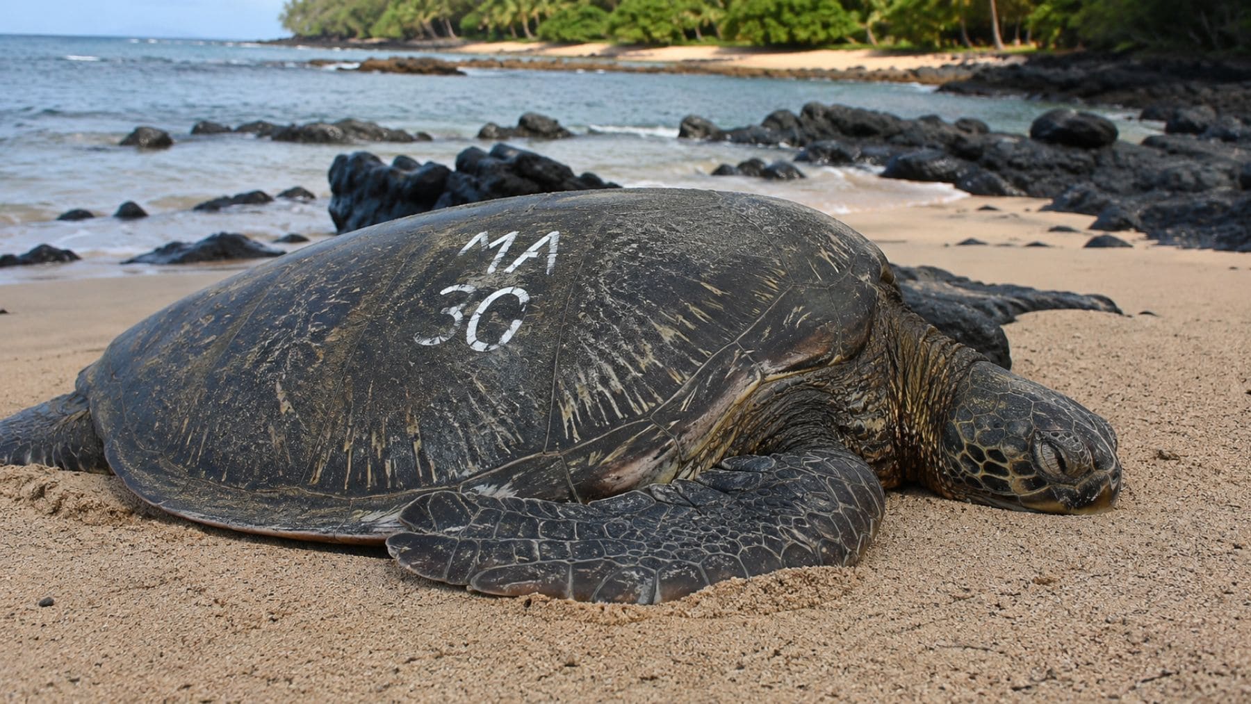 Tortuga verde hawaiana con código de identificación del proyecto Honu Count descansando en una playa de Hawái.