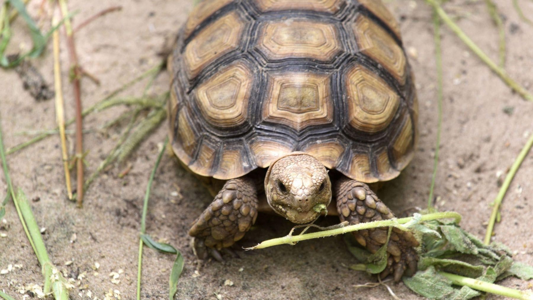 Tortuga sulcata africana en Senegal, especie reintroducida en proyectos de restauración ecológica del Sahel