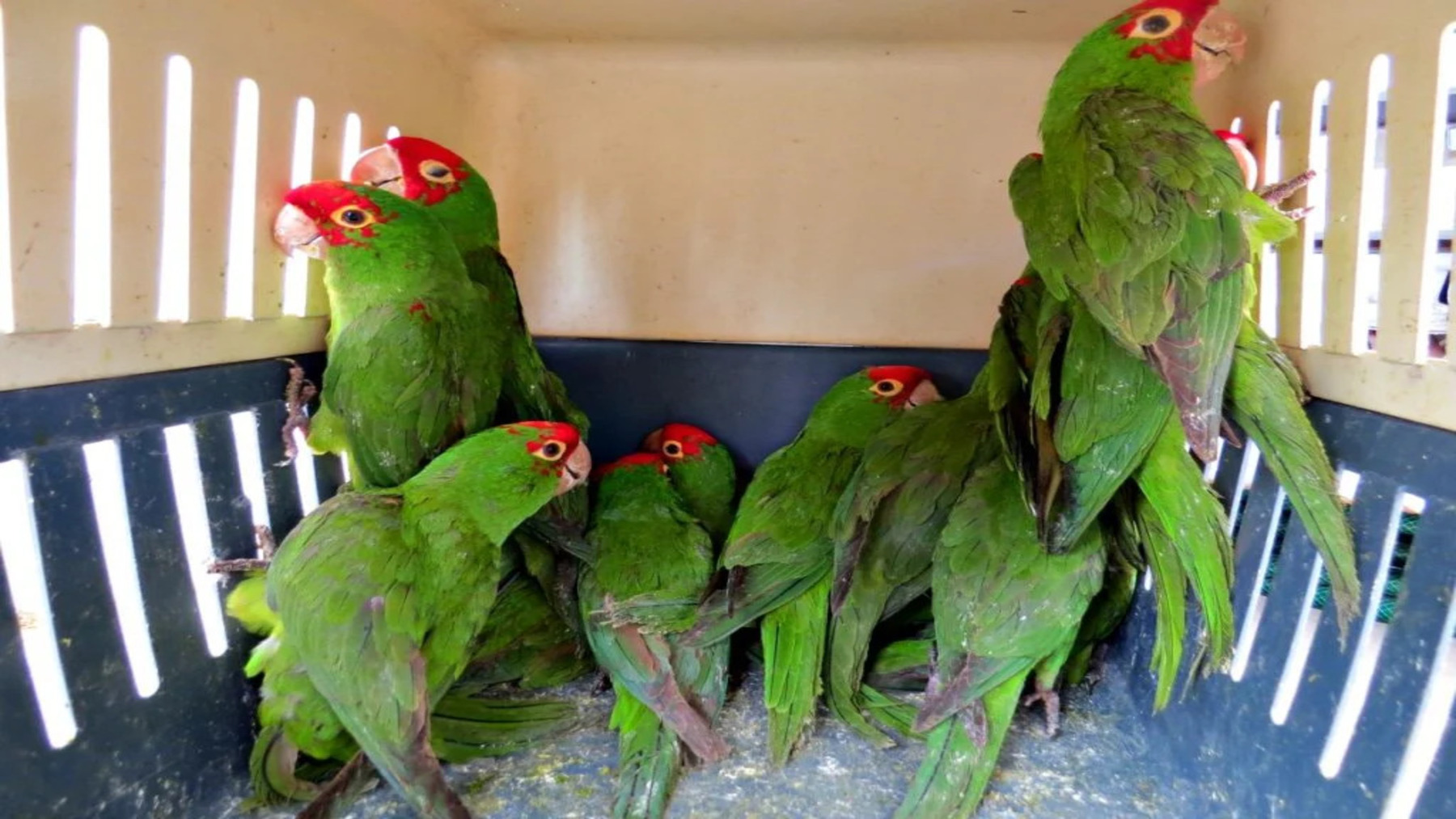 Las mafias del tráfico de fauna acorraladas en Hong Kong