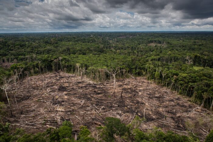 Perú se prepara para la ley europea contra la deforestación mediante sistemas de trazabilidad agrícola