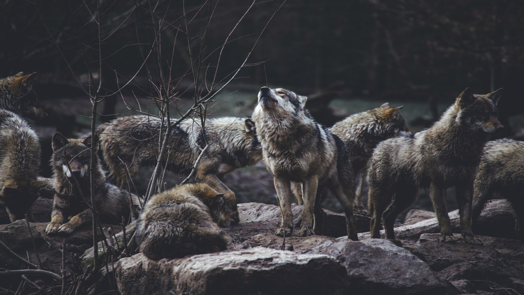 La protección del lobo en Galicia