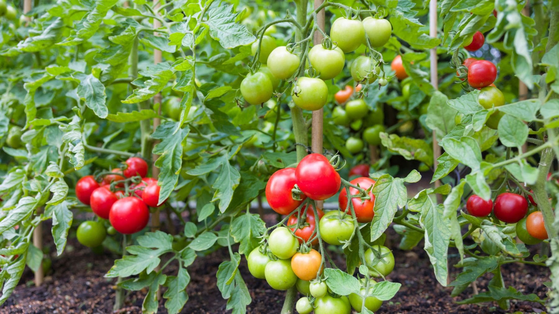 Tomates maduros y verdes creciendo en una tomatera de huerto doméstico con frutos en distintas fases de maduración.