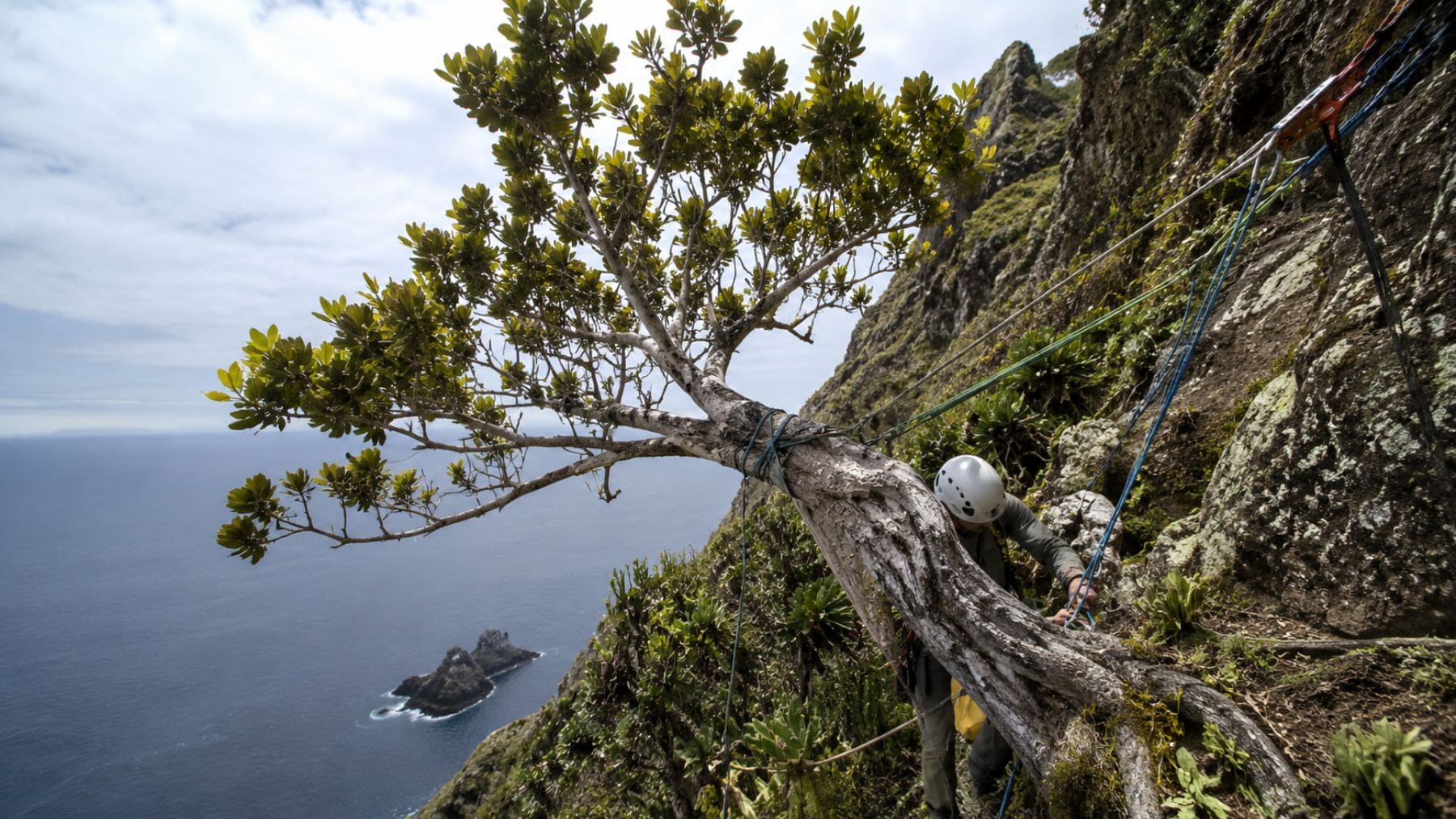 Último ejemplar silvestre de Dendroseris neriifolia sujeto con cuerdas en un acantilado de la isla Robinson Crusoe.