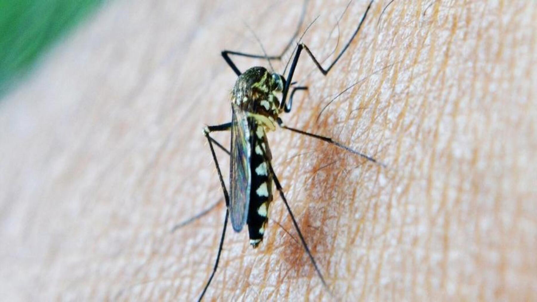 Por qué los mosquitos pican más a unas personas explicado por la ciencia.