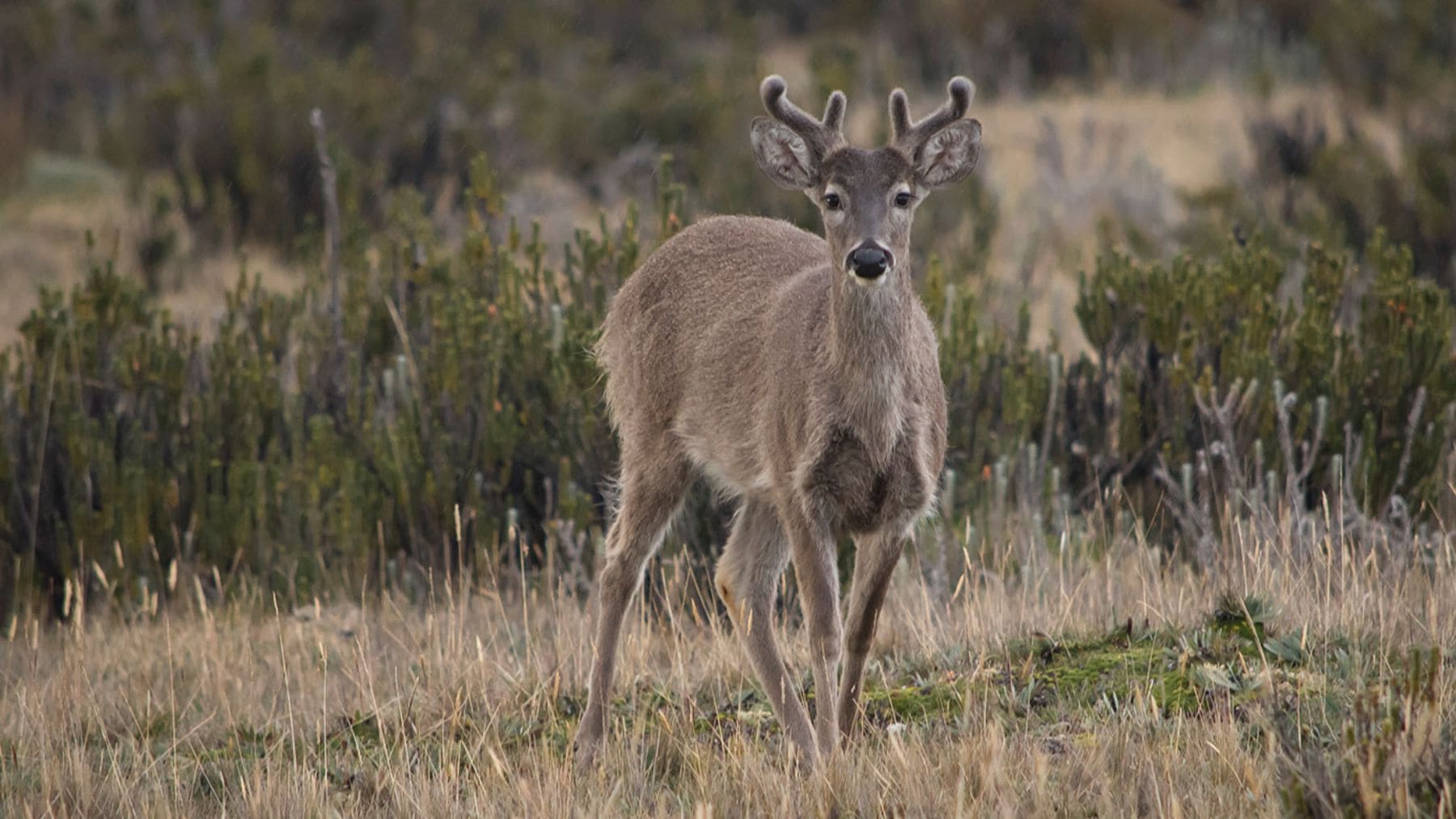 Venado de cola blanca en el páramo andino de Ecuador, especie en la que se registró el primer caso de albinismo en Sudamérica