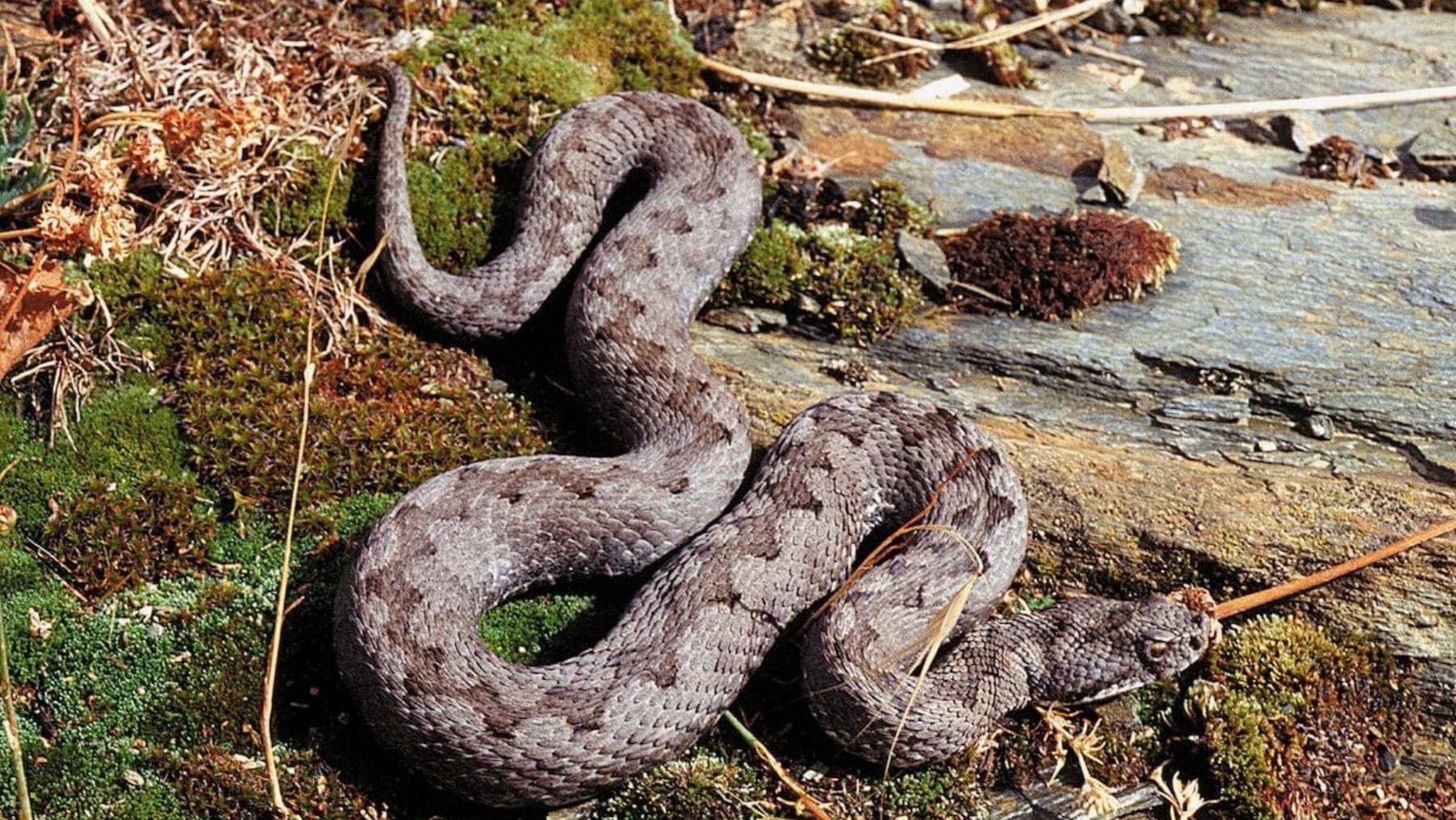 Víbora venenosa en una zona rocosa de España mostrando varias características típicas de identificación.