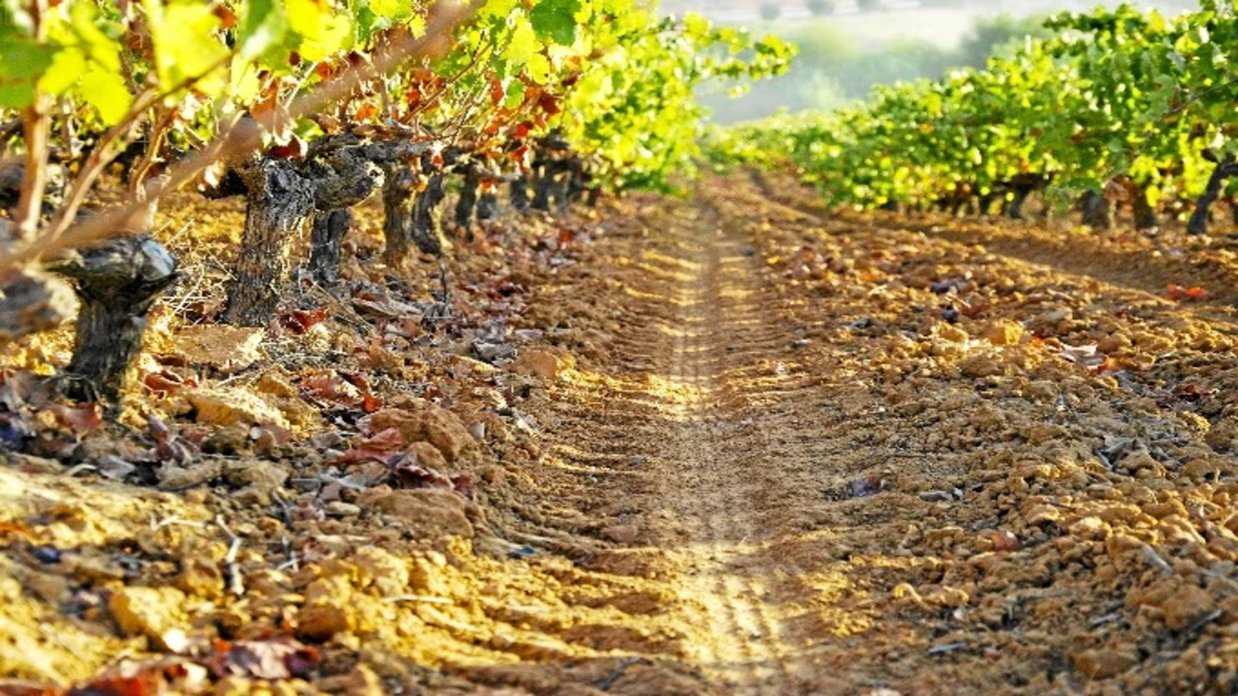 el viñedo tradicional de secano de Doñana en una finca agrícola sostenible