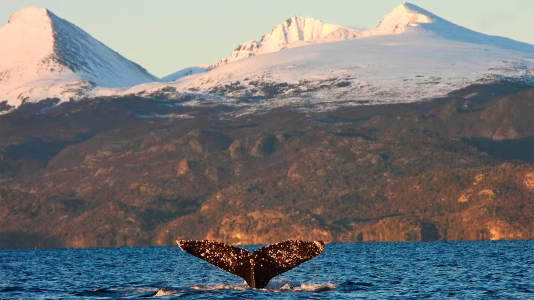los volcanes que hicieron gigantes a las ballenas